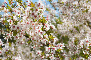 Cherry blossom sakura tree white flowers background