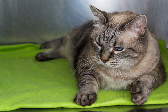 Obese cat  at the veterinary clinic in the metallic cage