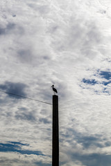 Birds on the electric pole have a blue sky background.