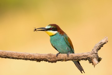European Bee-eater, Merops apiaster, beautiful bird sitting on the branch with insects in beak.