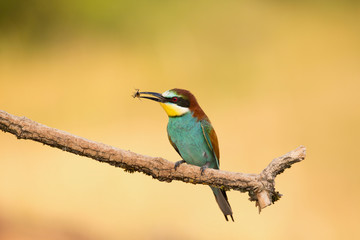 European Bee-eater, Merops apiaster, beautiful bird sitting on the branch with insects in beak.