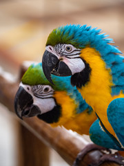 Macaw New World Parrots in Captivity