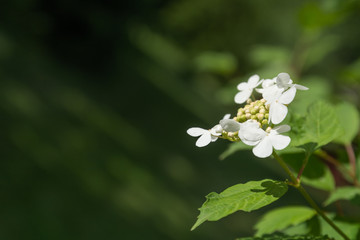 Flowering viburnum. Blossoming spring viburnum.