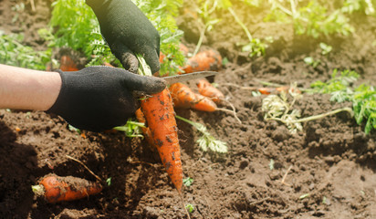 Carrot in the hands of a farmer. Harvesting. Growing organic vegetables. Freshly harvested carrots. Summer harvest. Agriculture. Seasonal job. Farming. Agro-industry. Farm. Ukraine