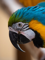 Macaw New World Parrots in Captivity