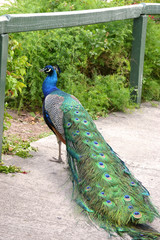 Obraz premium EL pavo real, un animal lleno de colorido. 