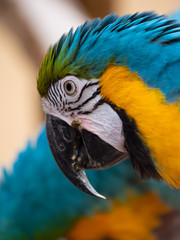 Fototapeta premium Macaw New World Parrots in Captivity