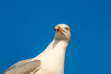 Seagull from Below on a Blue Sky