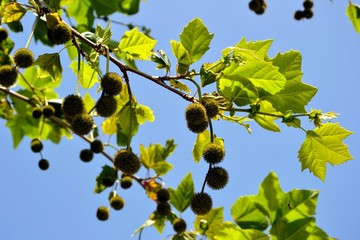 Leaves and fruits of american sycamore plane tree (also American sycamore, planetree, occidental plane and buttonwood). Branch of platanus orientalis with round sycamore fruit against the blue sky. 