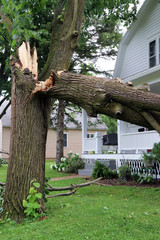 Broken tree from high winds and storm