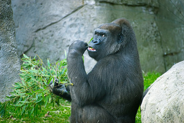 Mother, huge and powerful gorilla, natural environment, huge gorilla eating plants quietly