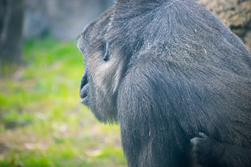Head Mother, huge and powerful gorilla, natural environment, huge gorilla eating plants quietly