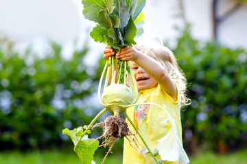 Cute lovely toddler girl with kohlrabi in vegetable garden. Happy gorgeous baby child having fun...
