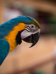 Macaw New World Parrots in Captivity