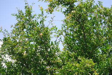 Fototapeta na wymiar Organic Pomegranates on Fruit Tree