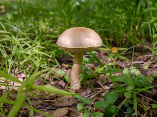 Forest boletus mushroom growing in the forest. Natural source of vegetable protein. Traditional Russian delicacy.