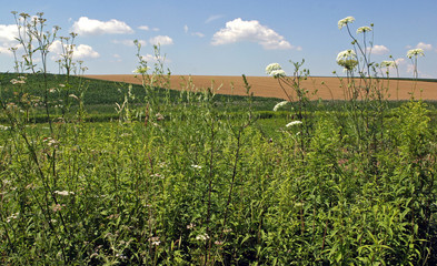 Fototapeta na wymiar Hungary countryside fields