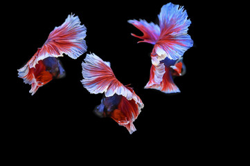 Many betta fish in Thailand