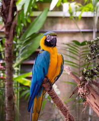 Macaw New World Parrots in Captivity