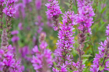 Lythrum salicaria, purple loosestrife flowers