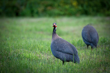 A beautiful bird with beautiful plumage walks in nature on green grass.