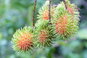 Fresh rambutan in Natural background.
