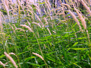 Obraz premium wheat macro close up windy