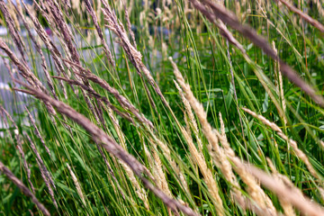 wheat macro close up