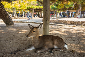 Local Sika Deer (Cervus nippon) resting in the shadow at the Recreation Park on Miyajima Island...