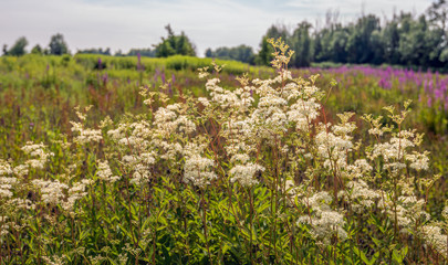 Obraz premium Delicate creamy-white flowering Meadowsweet plants
