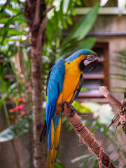 Macaw New World Parrots in Captivity