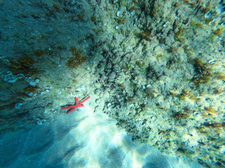 Underwater view of a red starfish at the sandy and rocky bottom of the sea.