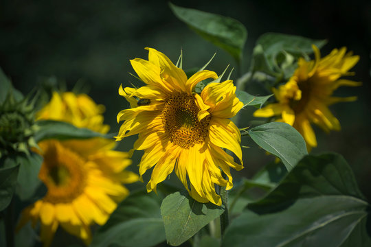 It is a sunflower looks so beautiful. It has yellow color flower.