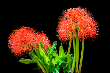 Bunch of Powder Puff Lilies or Blood Flowers