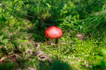 Edible small mushroom Russula with red russet cap in moss autumn forest background.