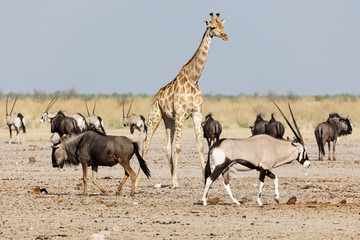 Giraffe, Gnus and Oryx at Etosha National Park, Namibia, Africa