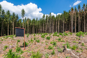 Pheromone traps for European spruce bark beetle
