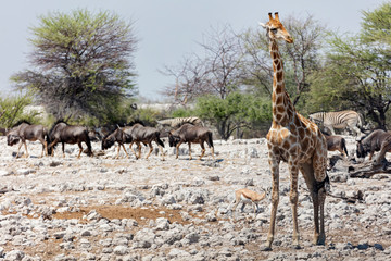 Group of animals at Etosha National Park, Namibia, Africa