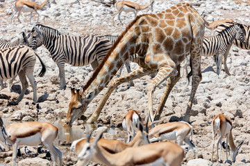 Giraffe, steenboks and zebra at Etosha National Park, Namibia, Africa