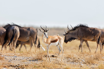 Steenbok and Gnu at Etosha National Park, Namibia, Africa