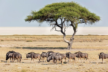 Large group of Gnus animals and mopane tree at Etosha National Park, Namibia, Africa