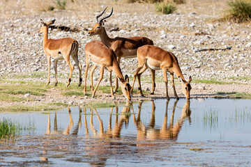 Group of Impala drinking water from waterhole at Etosha National Park, Namibia, Africa