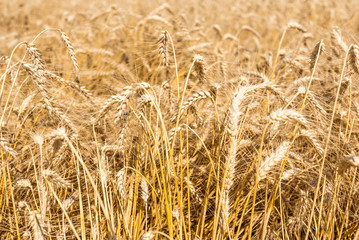 Ripe barley (Hordeum vulgare) in the field at harvest time