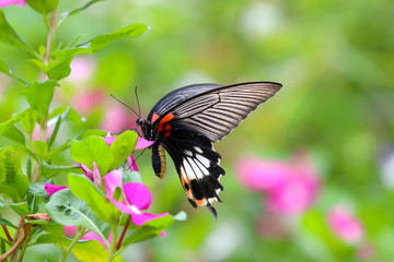 Beautiful butterfly and colorful flower in the garden.