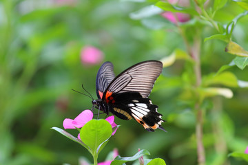 Beautiful butterfly and colorful flower in the garden.