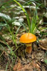 Mushroom Suillus grevillei (Greville's bolete or larch bolete) in the forest