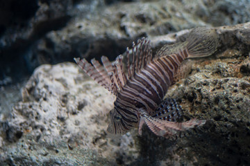  Sea lion fish