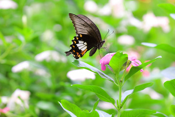 Beautiful butterfly and colorful flower in the garden.