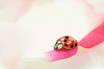 Ladybug beetle on beautiful rose petal closed up