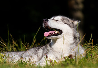 dog breed Alaskan Malamute outdoors in summer